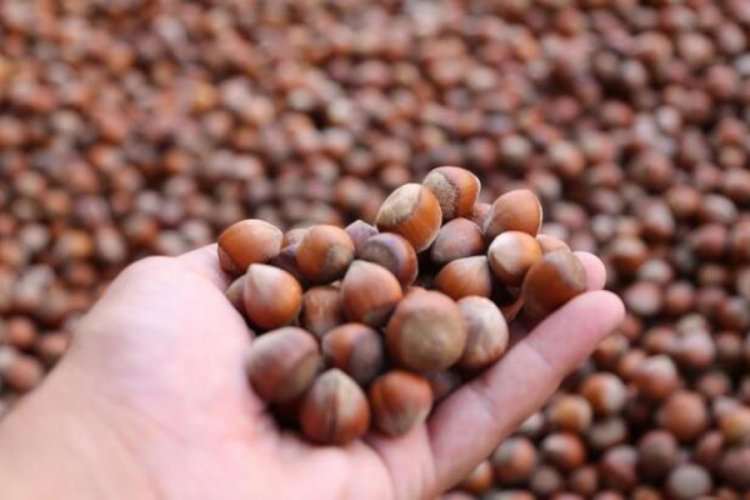 Ticaret borsalarında 715 bin tonun &uuml;zerinde fındık işlem g&ouml;rd&uuml;