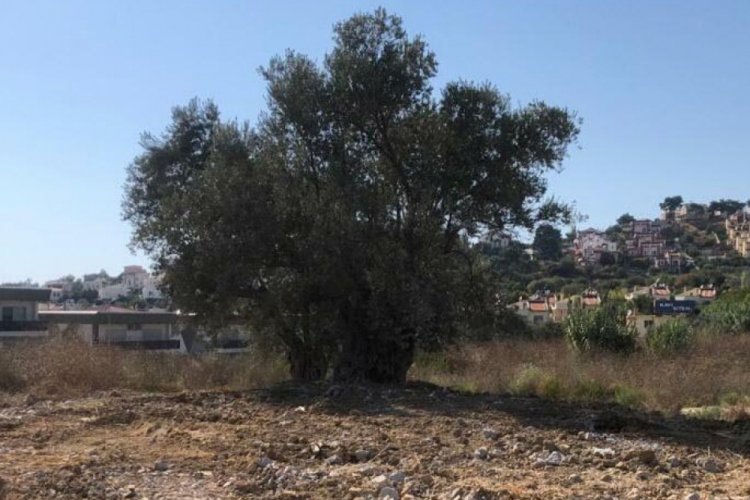 1500 yıllık zeytin ağacının yanına yapılan villa yıkıldı