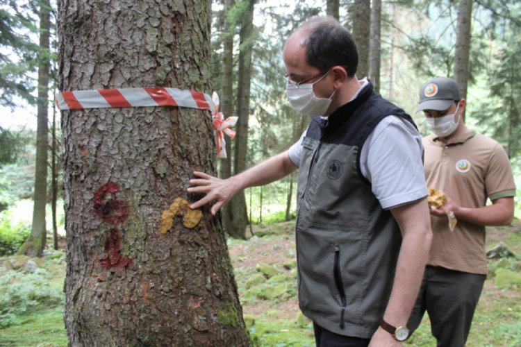 Doğu Karadeniz Ormanları yaklaşık 3 milyon 'terminat&ouml;r b&ouml;cek'le korunuyor