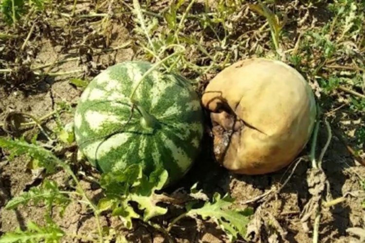 Karpuzlar aşırı sıcakta yandı