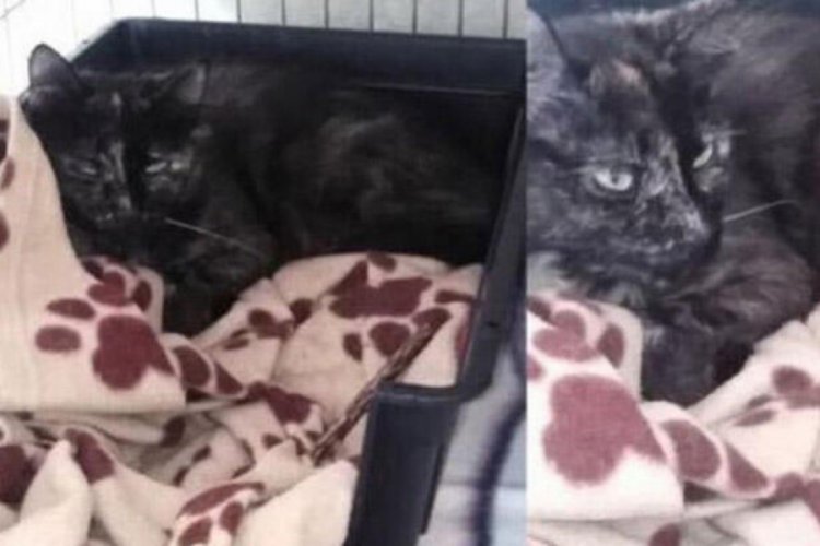 Hollanda�da kaybolan kedi 2 yıl sonra Belçika�da bulundu Dünyadan