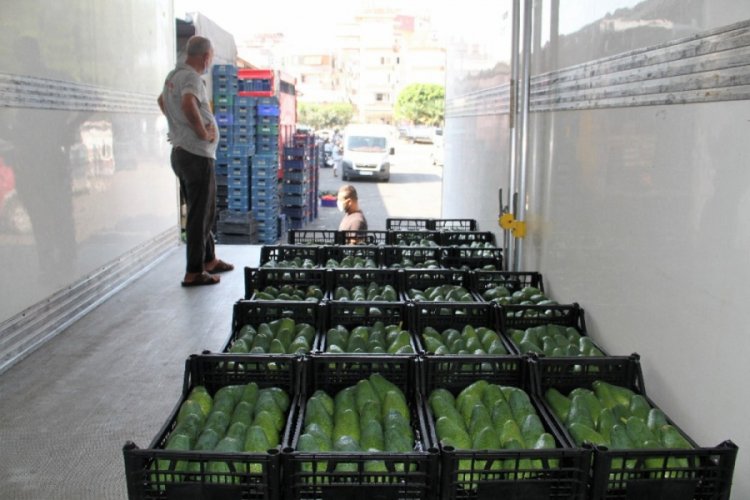 Alanya'dan Bulgaristan'a 3 ton avokado ihracatı