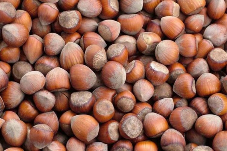 Giresun'da fındık fiyatı haftaya 24 liradan başladı