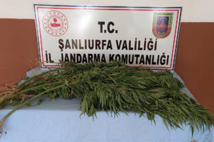 Uyuşturucu operasyonu: 2 tutuklama