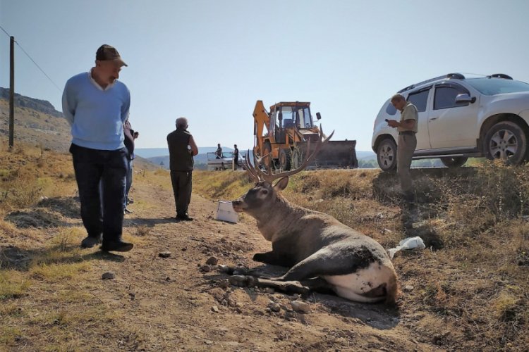 Yaralanan geyiği kurtarmak i&ccedil;in seferber oldular