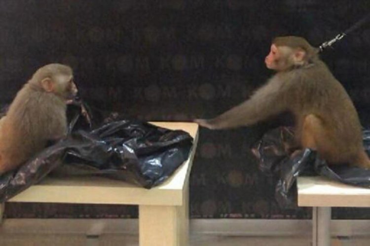 'Rhesus' cinsi 2 maymunun ele ge&ccedil;tiği operasyonda 3 kişi tutuklandı