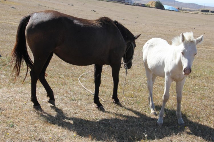 Kars'ta d&uuml;nyaya gelen 'albino tay' şaşırtıyor