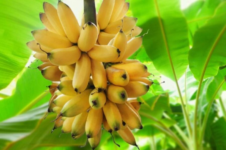 Bursa'da ithal muz fiyatları cep yakıyor! (ÖZEL HABER)