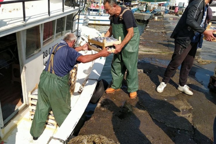 Karadeniz'de Palamut bereketi