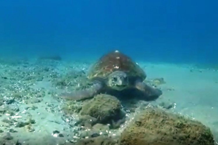 Nesli t&uuml;kenmekte olan caretta caretta &Ccedil;anakkale Boğazı'nda g&ouml;r&uuml;nt&uuml;lendi