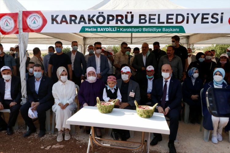 Binali Yıldırım ve eşi Şanlıurfa'da fıstık hasadına katıldı