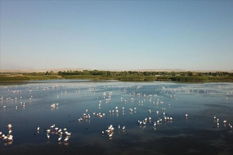 Van'da flamingoların konakladığı alanlar turizme kazandırılacak