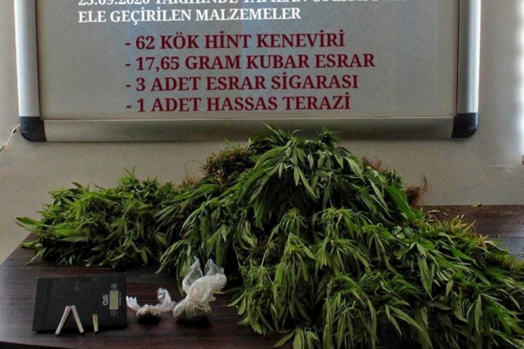 Evinin bah&ccedil;esinde kenevir yetiştiren şahıs tutuklandı