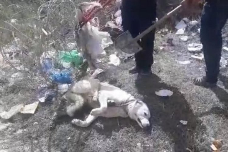 Tellere sıkışan k&ouml;pek itfaiye ekiplerince kurtarıldı