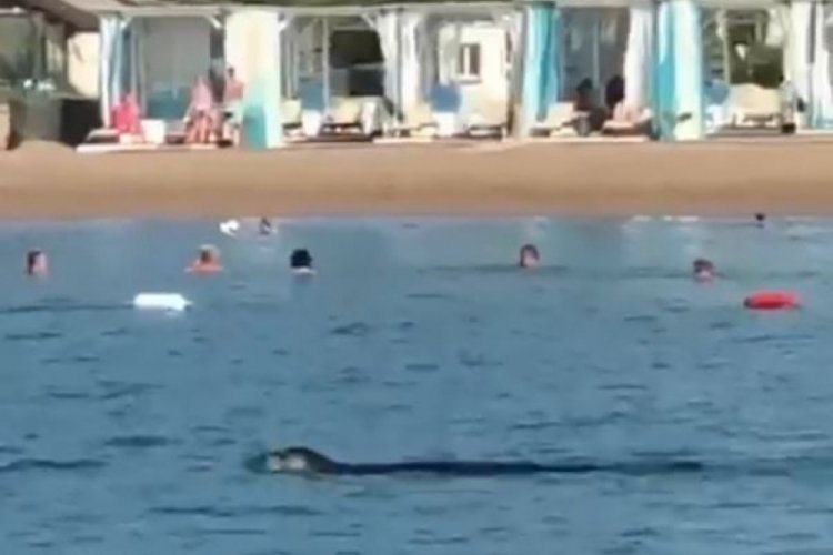 Akdeniz foku, tatilcilerle birlikte y&uuml;zd&uuml;
