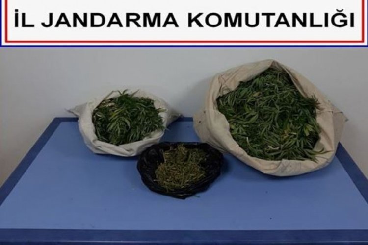 Arazide uyuşturucu kurutmaya &ccedil;alışırken jandarmaya yakalandılar