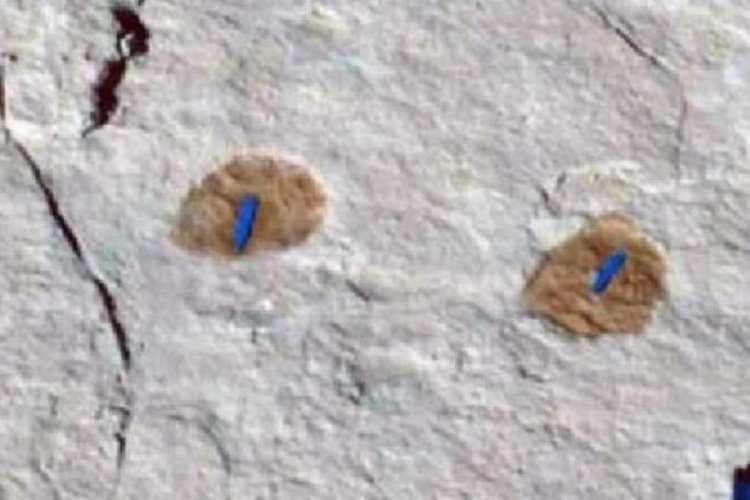Suudi Arabistan'da 120 bin yıllık ayak izi keşfedildi