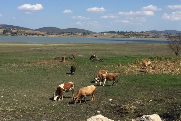 Ladik G&ouml;l&uuml;'nde kuraklık tehlikesi