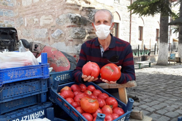Bursa'da üretilen Osmanlı domatesi rekor kırdı