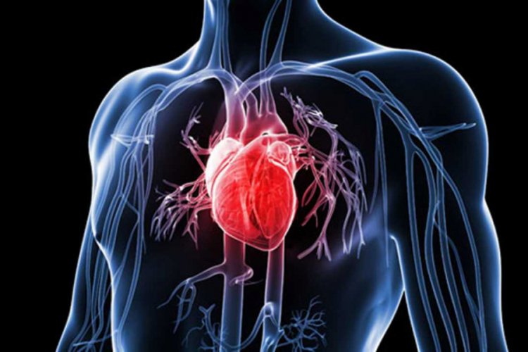 dünya sağlık örgütü koroner kalp hastalığı uyuşukluk ve yüksek tansiyon