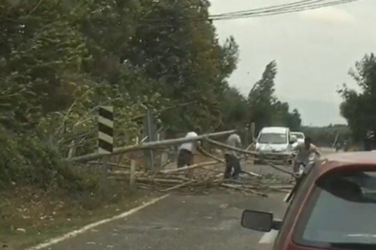 Bursa İznik'te rüzgar ağaçları devirdi, yol trafiğe kapandı