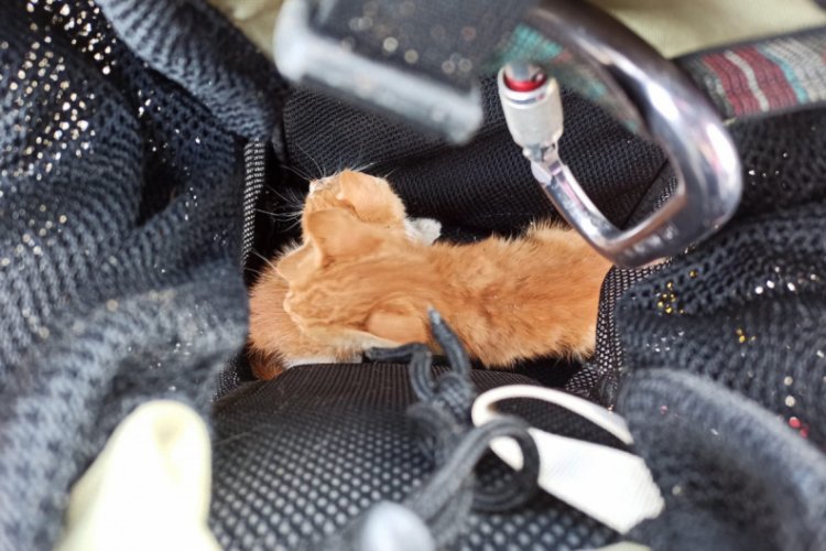 Bursa'da baca boşluğuna sıkışan 2 yavru kedi böyle kurtarıldı