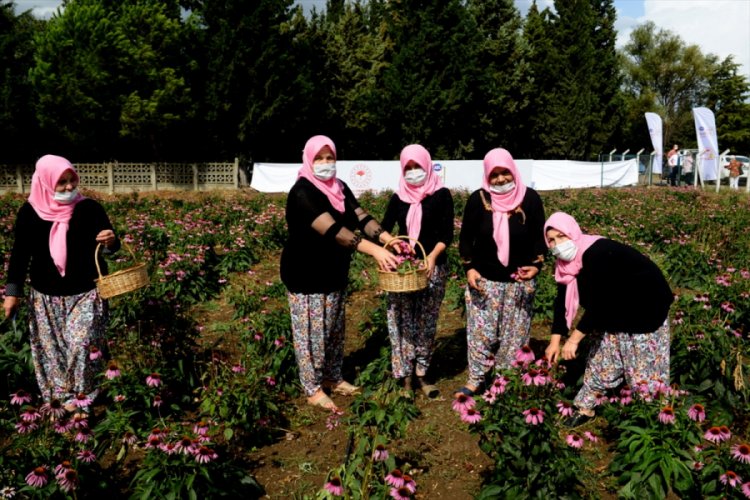 Bursa'da&nbsp;kadın çiftçiler "ekinezya" yetiştirmeye başladı