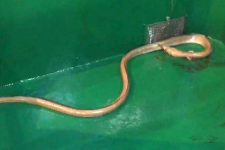 &Ccedil;anakkale'de 'dikenli yılan balığı' ağlara takıldı