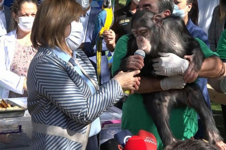 Gaziantep B&uuml;y&uuml;kşehir Belediye Başkanı, maymunun taşlı saldırısına uğradı