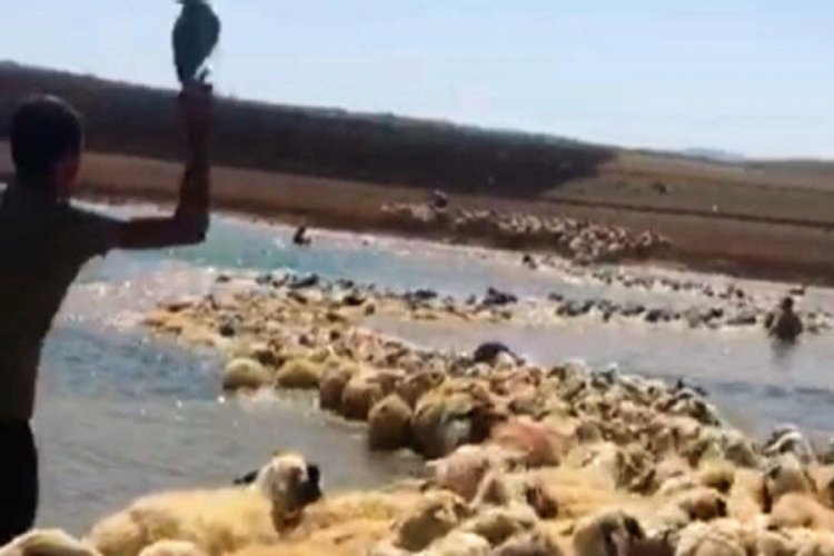 Y&uuml;ksek ateş &ccedil;ıkan koyunlarını b&ouml;yle kurtardı!