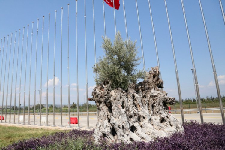 Asırlık zeytinler meyve verdi