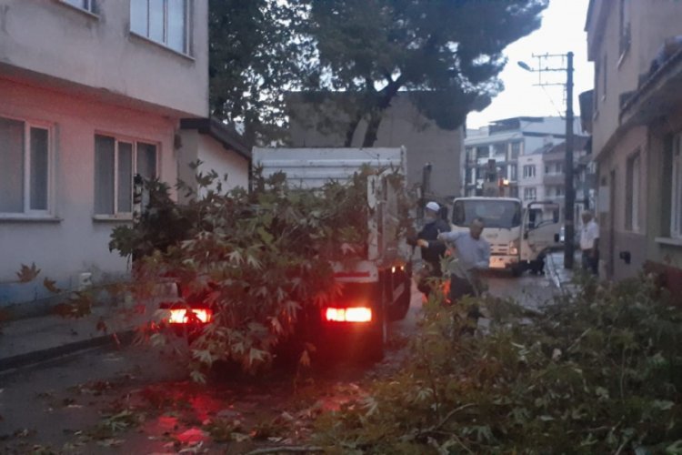 Bursa'da yarım asırlık çınarlara yıldırım düştü, belediye mahalleli el ele verdi