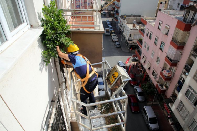 Apartmanın gider borusunda ağa&ccedil; yetişti