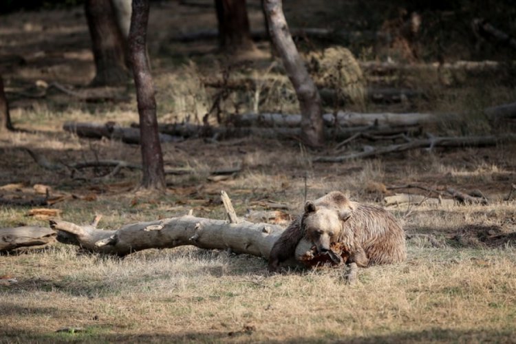 Bursa Ovakorusu'ndaki ayılar kışa hazırlanıyor