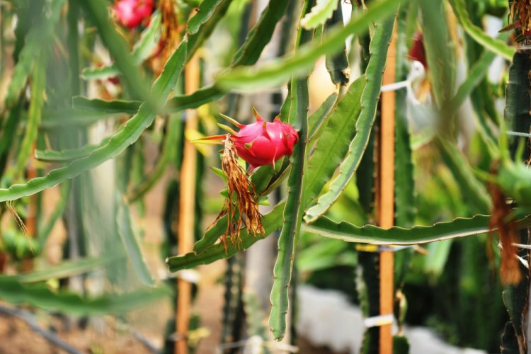 Bursa'da ejder meyvesi üreten çiftçi: Marmara Bölgesi üretim üssü olabilir