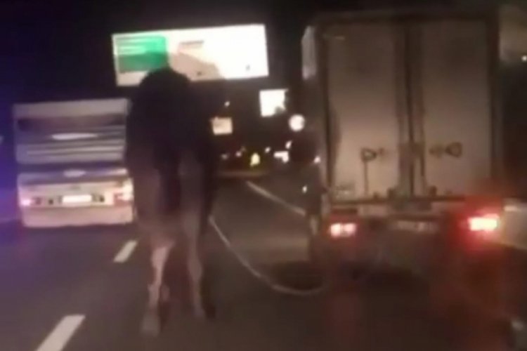 Bursa'da deveyi kamyonetin arkasına bağlayıp kilometrelerce koşturdu
