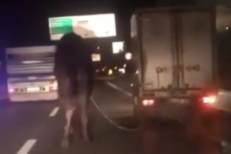 Bursa'da trafikte koşturulan deve korumaya alındı 'Garip' ismi verildi