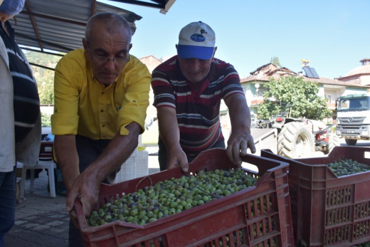 Bursa Gemlik Belediyesi zeytin ödemelerine başladı
