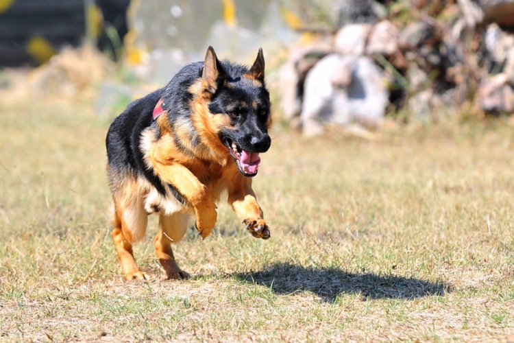 Bursa'da TSK için yetiştirilen köpekler, zorlu eğitim sürecinden geçiyor