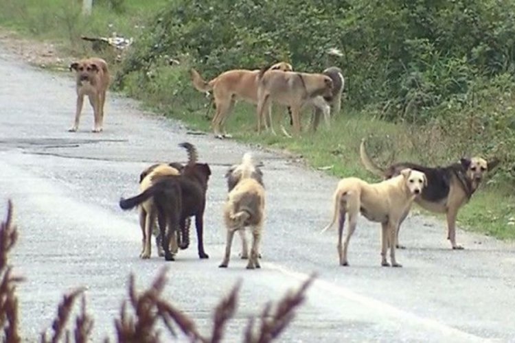 Sokak k&ouml;peklerinin ısırdığı vatandaşa belediye 3 bin lira tazminat &ouml;deyecek