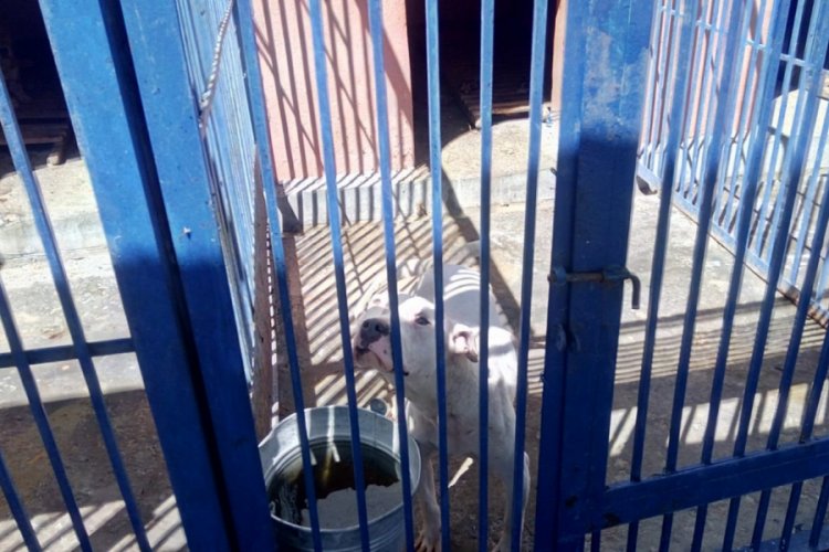 Tehlikeli ırk k&ouml;pek besleyen 3 kişiye 38 bin TL para cezası
