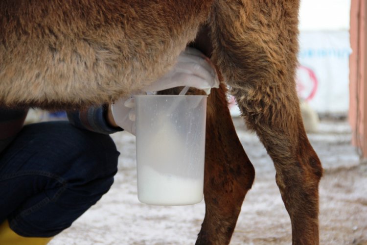 Eşek sütü faydalı mı, nasıl kullanılmalı? (ÖZEL HABER)