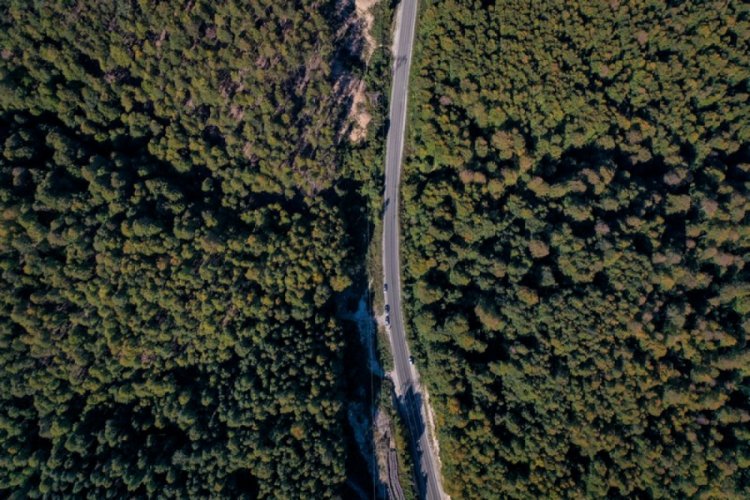 Bursa'da kayın ormanı tırtıl istilasından biyolojik mücadeleyle kurtarıldı