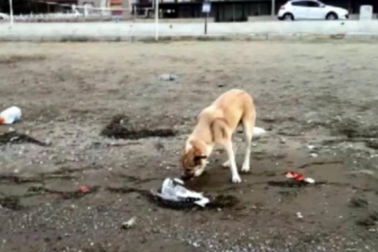 Sokak k&ouml;peği, &ouml;len martının &uuml;zerine toprak attı