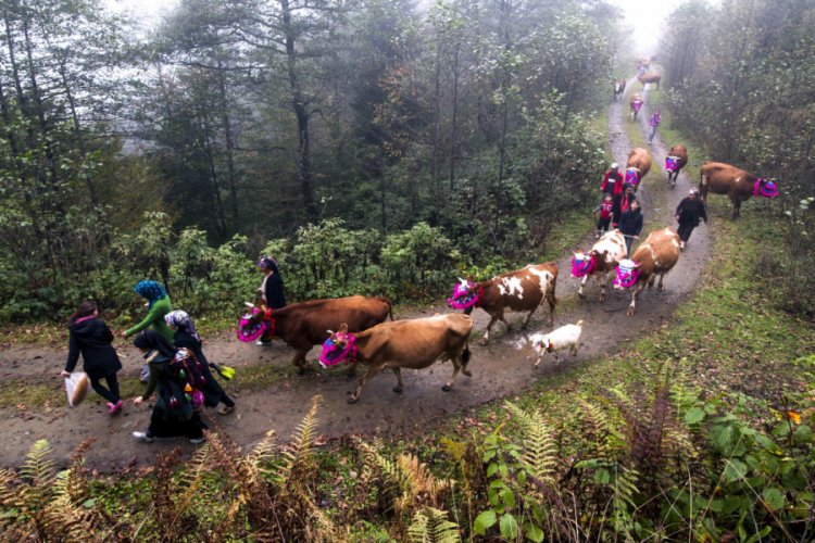 Karadeniz'de yaylacıların renkli d&ouml;n&uuml;ş yolculuğu