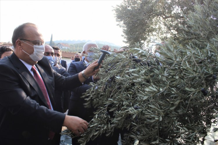 D&uuml;nyanın en kaliteli sofralık zeytinlerinin hasadı Bursa'da başladı