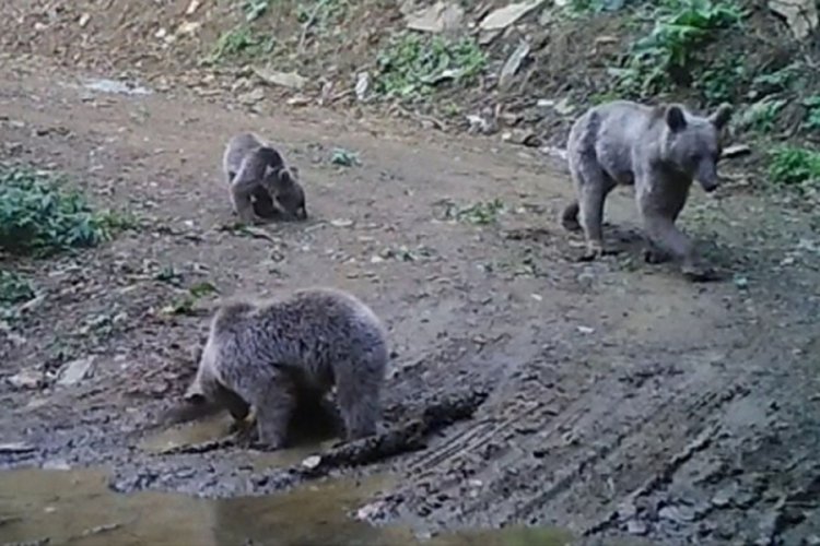 Yaban hayvanları foto kapanlara takıldı