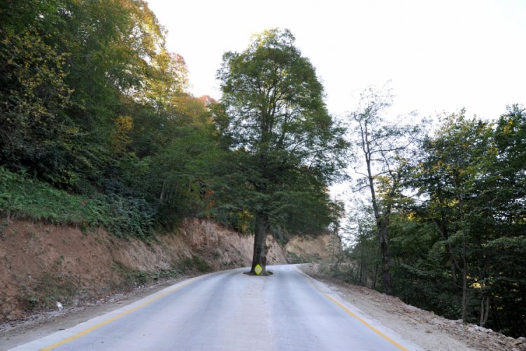 Yol ortasındaki asırlık g&uuml;rgen, kesilmekten kurtarıldı