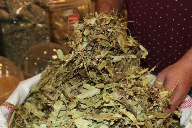 Ihlamurun fiyatı da, satışı da arttı