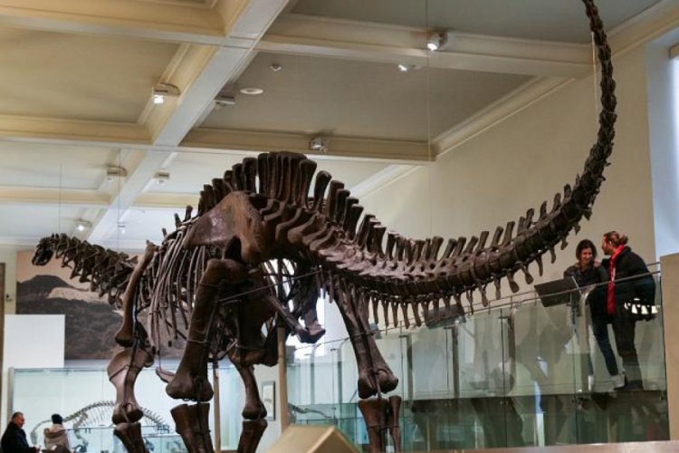 Arjantin'de 70 milyon yıllık dinozor fosili ve yumurta kalıntıları bulundu